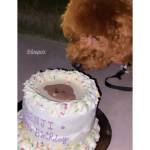 dog bakery dog cake dog treats dog birthday