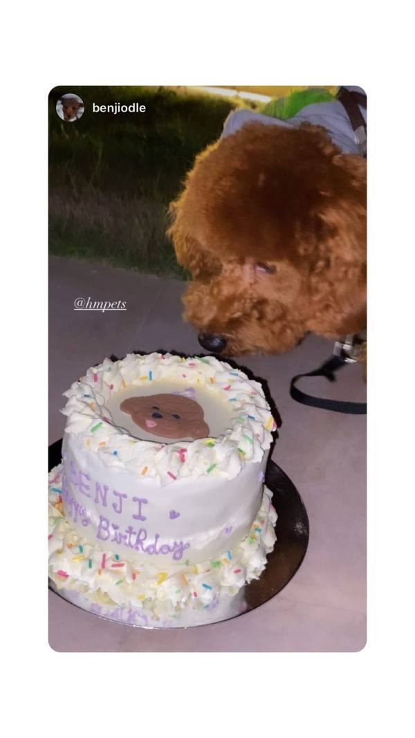 dog bakery dog cake dog treats dog birthday