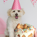 donuts for dog birthday hakuna matata dog treats and cakes
