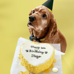Sweethear cake for dogs birthday cake for dogs hakuna matata dog treats