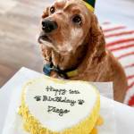 dog birthday cake