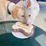 dog birthday cake