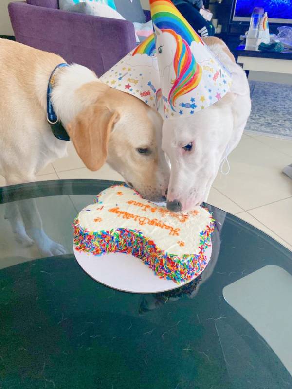 dog birthday cake