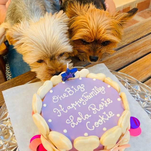dog birthday cake hakuna matata dog treats and cakes