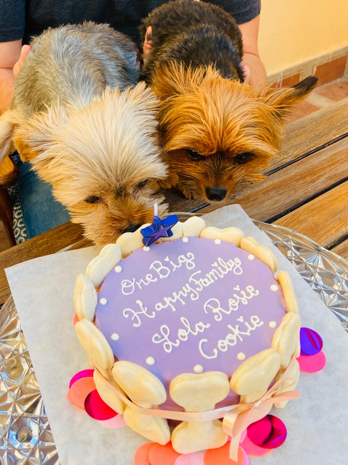 dog birthday cake hakuna matata dog treats and cakes
