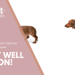 dog get well soon gift card