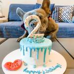 Donut Drip cake for dogs birthday cake for dogs hakuna matata dog treats