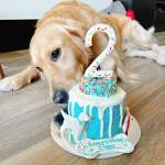 Donut Drip cake for dogs birthday cake for dogs hakuna matata dog treats