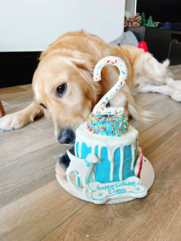 Donut Drip cake for dogs birthday cake for dogs hakuna matata dog treats