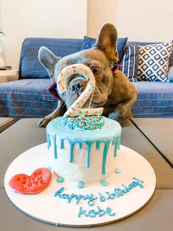 Donut Drip cake for dogs birthday cake for dogs hakuna matata dog treats
