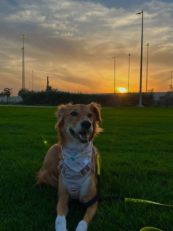Pawty Time dog bandana dog apparel hakuna matata dog treats
